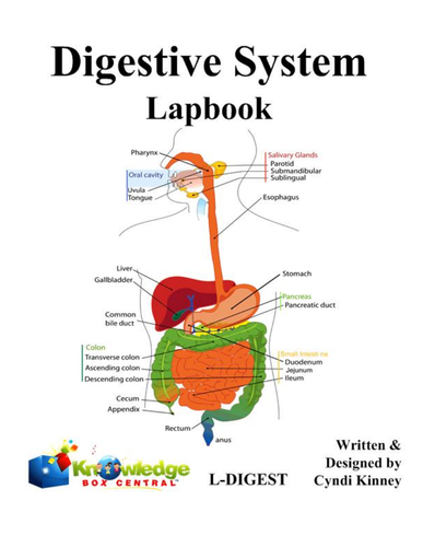 Digestive System For Kindergarten