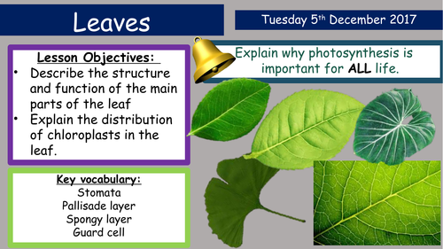 KS3 Activate Leaves and Leaf Features