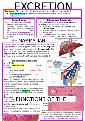 A-Level OCR Biology: Excretion and the Kidney