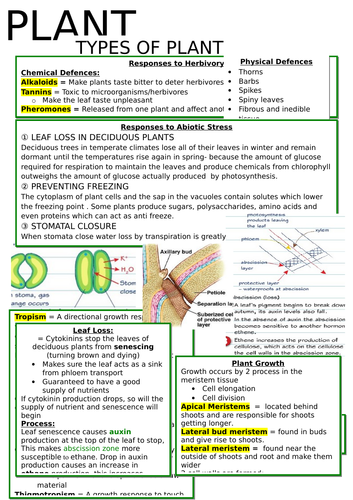 A-Level OCR Biology: Plant Responses