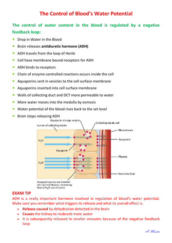 Control of Blood's Water Potential