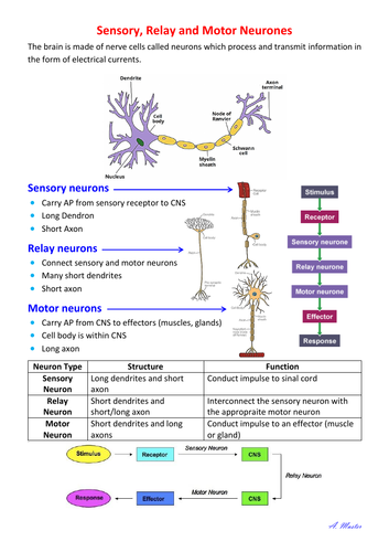 Sensory, Relay and Motor Neurons