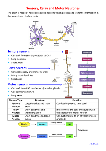 sensory-relay-and-motor-neurons-teaching-resources