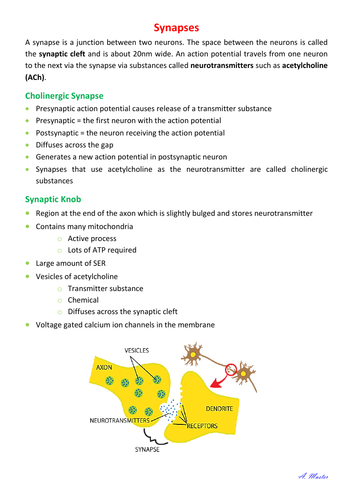 Synapses Notes | Teaching Resources