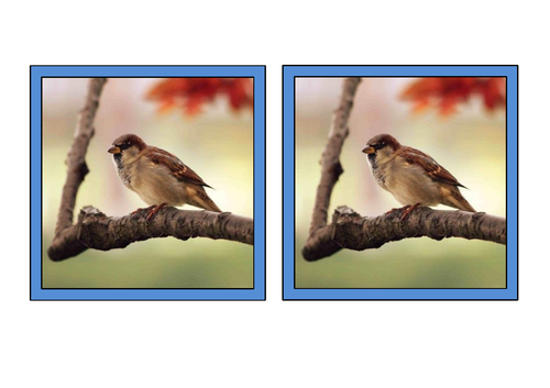 Bird matching pairs game - flash cards, displays