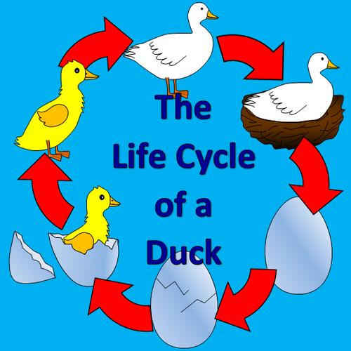 Duck Life Cycle Word Mat (teacher made) - Twinkl