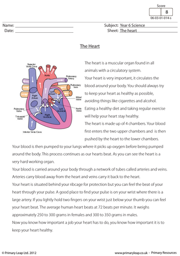 KS2 Reading Prehension The Human Heart By PrimaryLeap