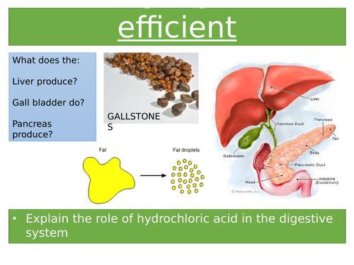 Making digestion efficient AQA APPROPRIATE