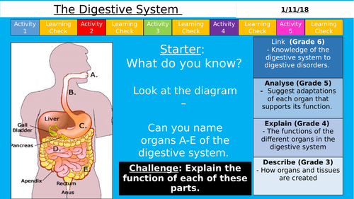 AQA (9-1) GCSE - The Digestive System (Organisation)