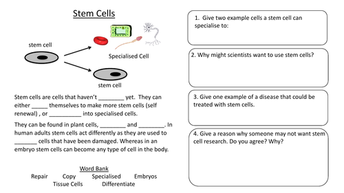 Stem cells worksheet year 7
