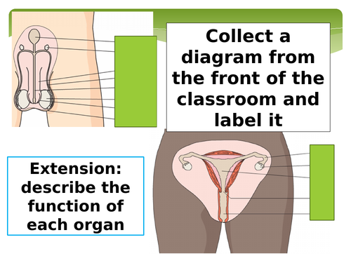 New GCSE - Reproductive Hormones