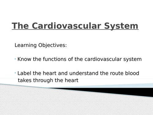 Complete lesson Resource for teaching the cardiovascular system (GCSE PE - Edexcel)