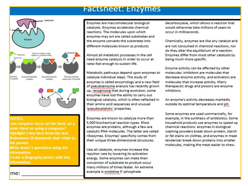 Enzymes Factsheet Worksheet Sheet Keywords KS3 Settler Starter Cover Lesson Science Biology
