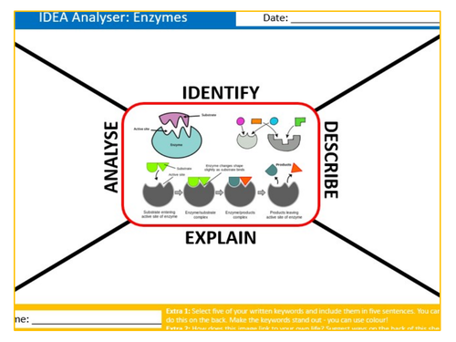 Enzymes IDEA Analyser Sheet Keywords KS3 Settler Starter Cover Lesson Science Biology