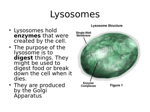 New 2016 - Unit 3 - Physiology & Anatomy exam. LOA