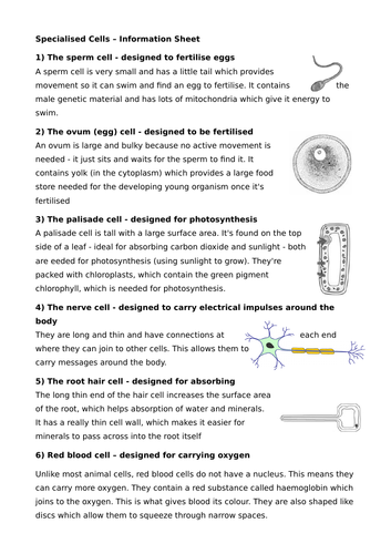 Specialised cells info-hunt