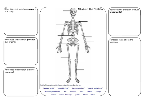 Skeleton and joints lesson and worksheet