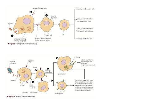 immune-response-diagram-ap-bio