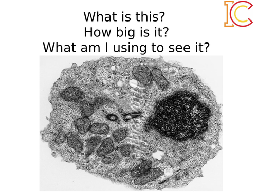 KS3 Looking at Animal and Plant cells