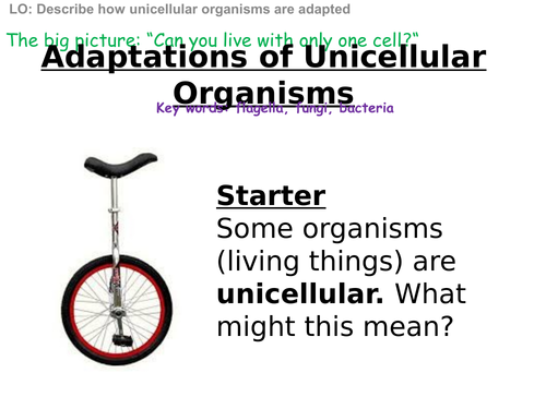 KS3 Unicellular Organisms
