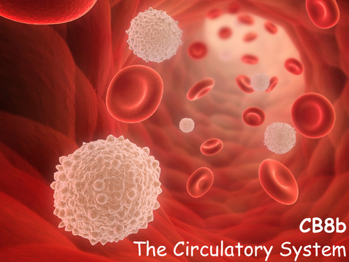 Edexcel CB8b The Circulatory System