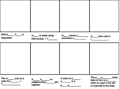 SB3d Protein Synthesis