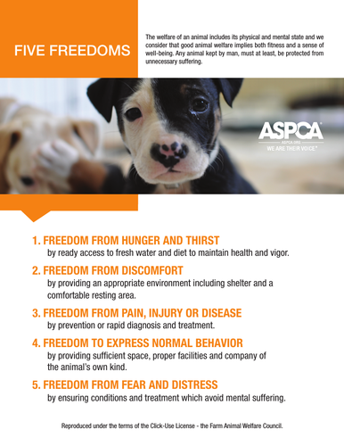 Animal Care - Five Freedom Poster