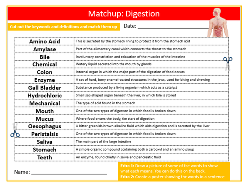 Digestion Definition Matchup Sheet Keywords KS3 Settler Starter Cover Lesson Science Biology