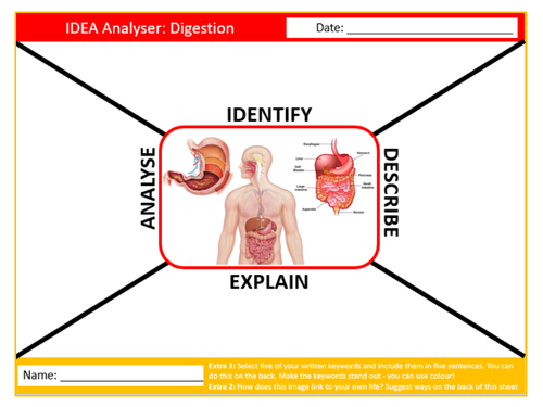 Digestion IDEA Analyser Sheet Keywords KS3 Settler Starter Cover Lesson Science Biology