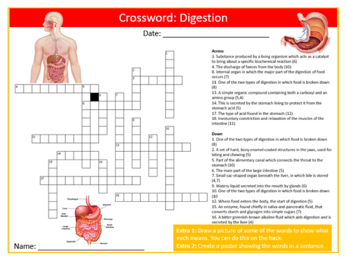 Digestion Crossword Puzzle Sheet Keywords KS3 Settler Starter Cover Lesson Science Biology