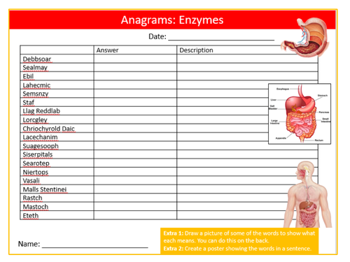 Digestion Anagrams Puzzle Sheet Keywords KS3 Settler Starter Cover Lesson Science Biology