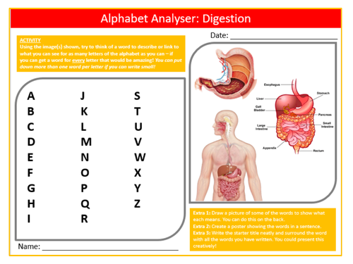 Digestion Alphabet Analyser Sheet Keywords KS3 Settler Starter Cover Lesson Science Biology