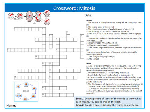 Mitosis Crossword Puzzle Sheet Keywords Settler Starter Cover Lesson Science Biology Cell Division