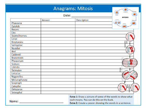 Mitosis Anagrams Puzzle Sheet Keywords Settler Starter Cover Lesson Science Biology Cell Division
