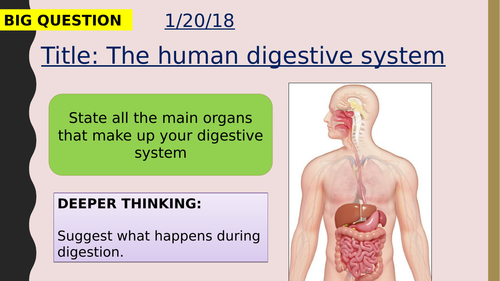 AQA new specification-The human digestive system-B3.2