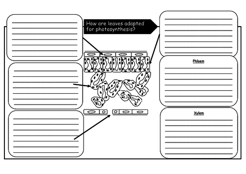 Leaf Adaptation for Photosynthesis Activity