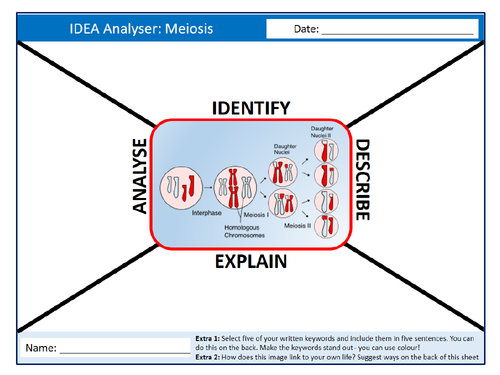 Meiosis IDEA Analyser Sheet Keywords Settler Starter Cover Lesson Science Biology Cell Division