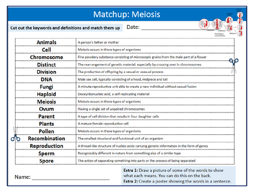 Meiosis Definition Matchup Keywords Settler Starter Cover Lesson Science Biology Cell Division Teaching Resources