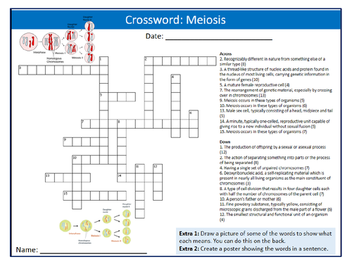 Meiosis Crossword Puzzle Sheet Keywords Settler Starter Cover Lesson Science Biology Cell Division