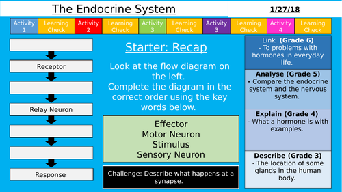 AQA GCSE (9-1) - The Endocrine System