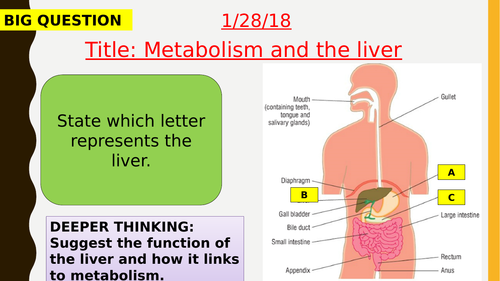 AQA new specification-Metabolism and the liver-B9.4