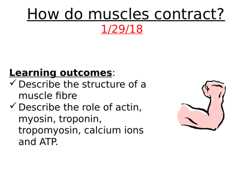 A2 Biology Muscle Contraction