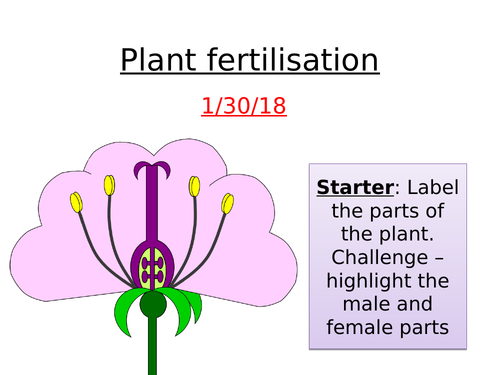Plant Reproduction - Double Fertilisation