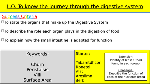 The Digestive System