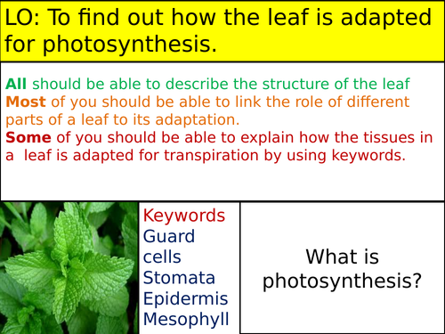 Transpiration