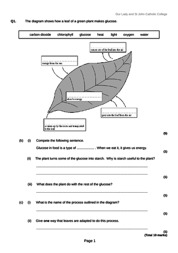 The Leaf and Photosynthesis