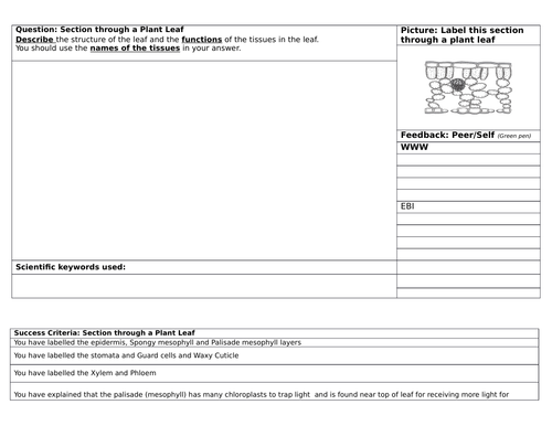 Structuring Feedback on a Section through a Leaf