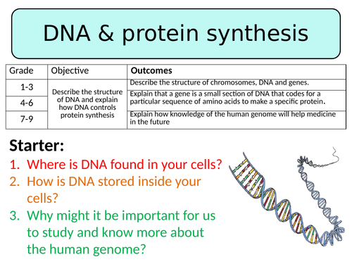 NEW AQA GCSE Trilogy (2016) Biology - DNA & Protein Synthesis