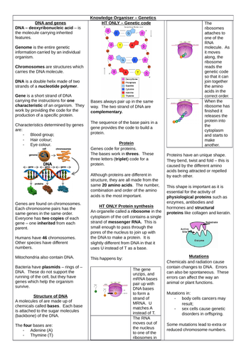 AQA 9-1 BIOLOGY PAPER TWO - Knowledge Organiser - Genetics