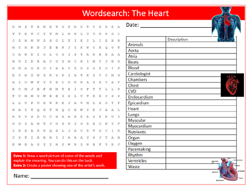 The Heart Wordsearch Puzzle Sheet Keywords Settler Starter Cover Lesson Science Biology Circulatory